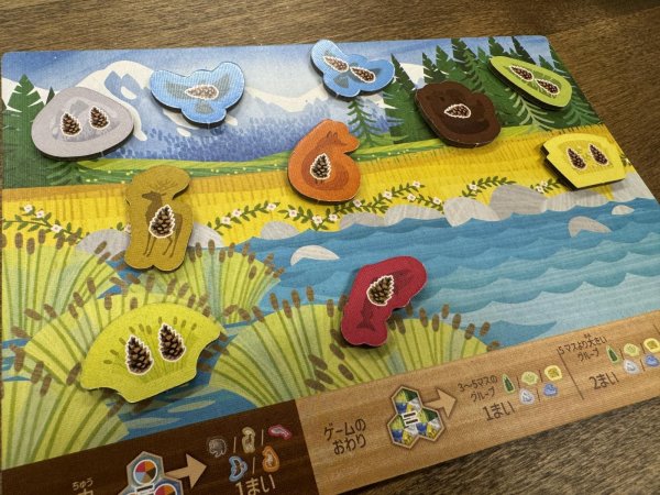 画像4: カスカディア　ジュニア (4)