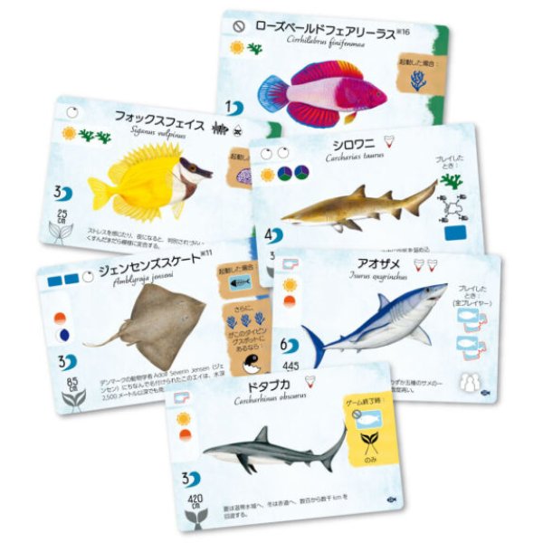 画像2: フィンスパン拡張：サメとサンゴ礁【10月23日発売予定】 (2)